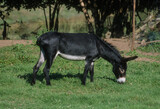 Ane, Equus asinus, race noir du Berry