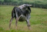 Ane, Equus asinus, race noir du Berry