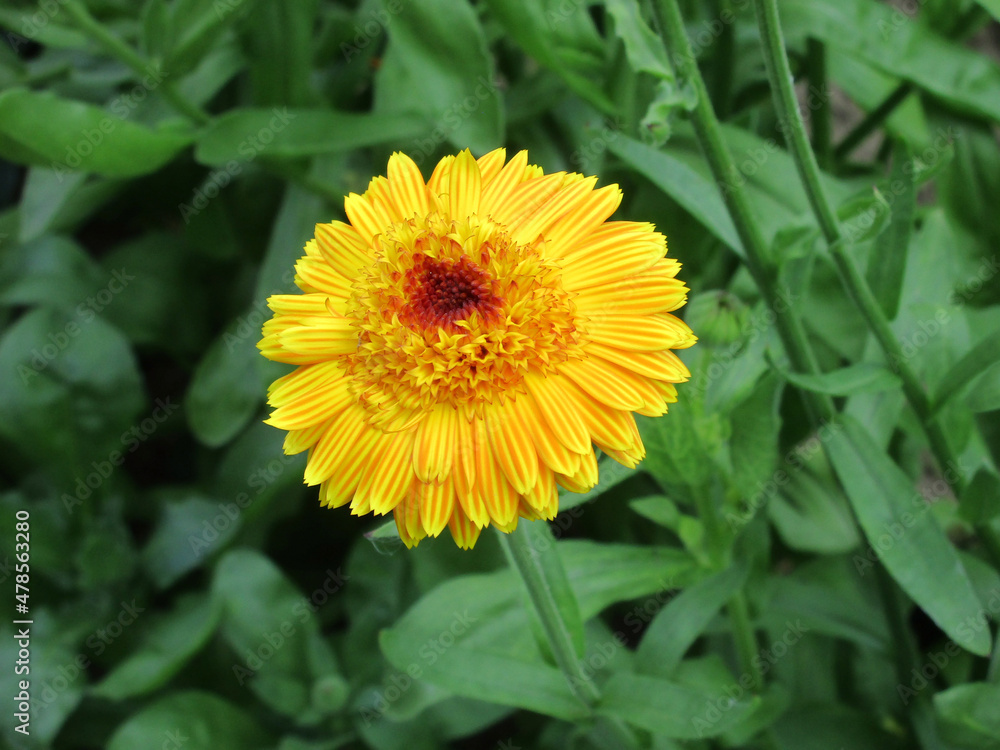 Yellow-orange decorative calendula with striped and serrated petals looks very beautiful against the background of green foliage Yellow-orange decorative calendula with striped and serrated petals looks very beautiful against the background of green foliage