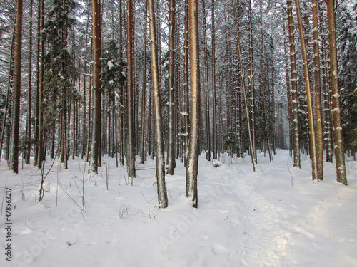 Metallic forest is an illusion created by winter nature from pine trunks with the help of snow, wind and sun © Elena
