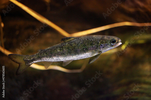 Fototapeta Juvenile of the Atlantic salmon (Salmo salar), a species of ray-finned fish, pho