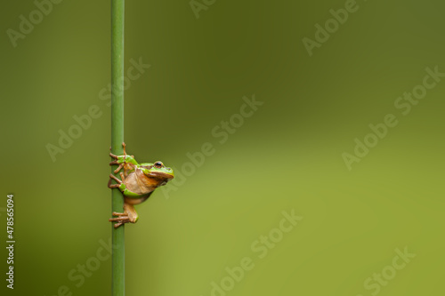 Fotografie, Obraz green frog on a leaf
