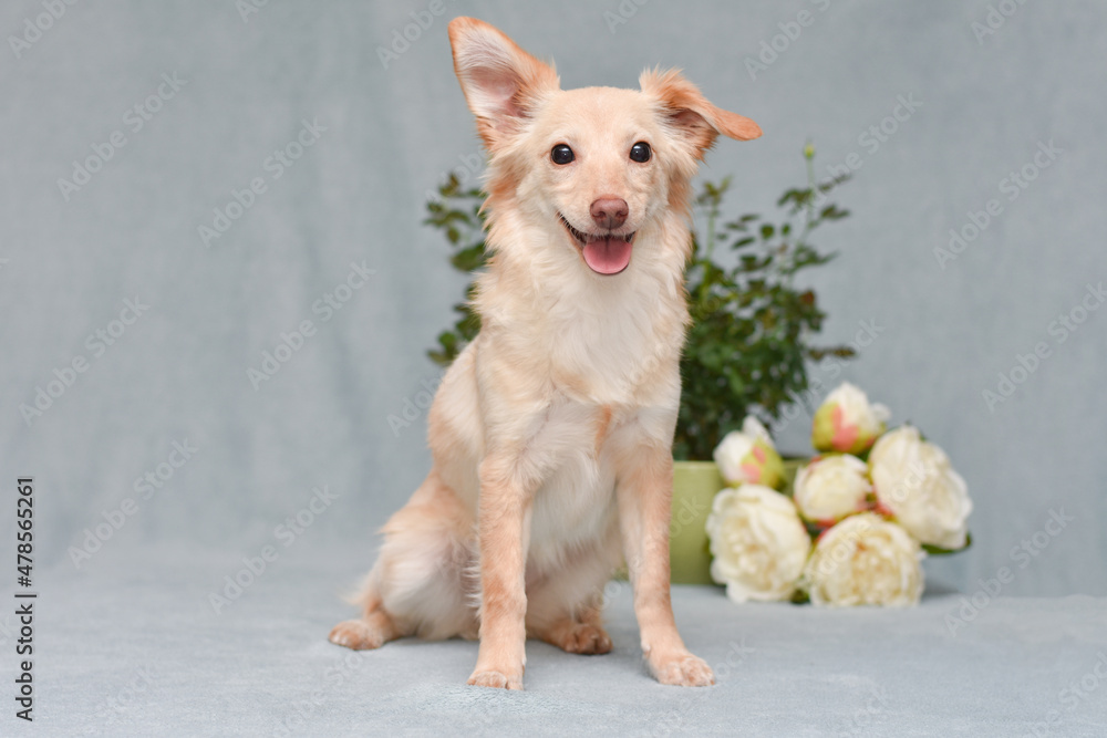 redhead dog on a gray background with flowers in the background