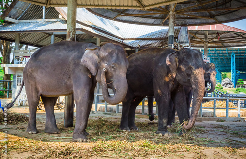 Elephant in shelter for animals, Thailand. Elephant family