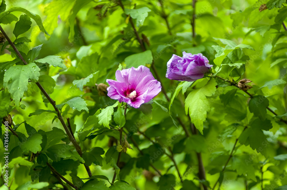 Fototapeta premium Dwa kwiaty hibiskusa na tle zielonych liści