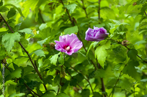 Dwa kwiaty hibiskusa na tle zielonych liści