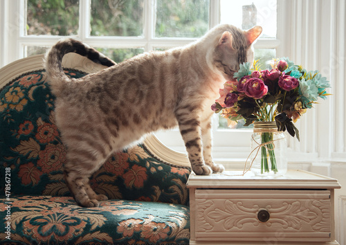 Snow Bengal Cat Sniffing Flowers