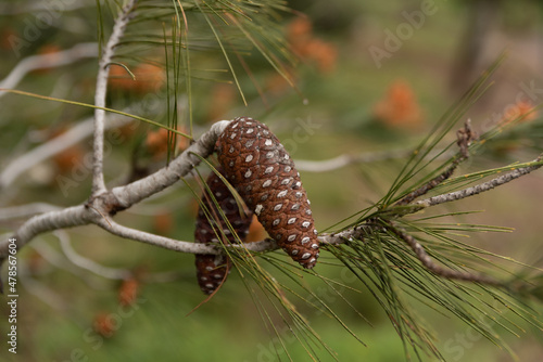 Close up of pinecones on a branch with a blurred background in Israel 