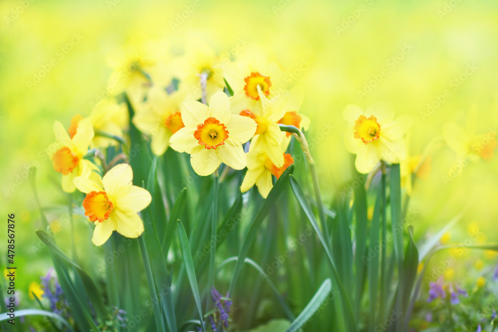 Spring blossoming light yellow daffodils in garden, springtime blooming narcissus (jonquil) flowers, selective focus, shallow DOF, toned Spring blossoming light yellow daffodils in garden, springtime blooming narcissus (jonquil) flowers, selective focus, shallow DOF, toned