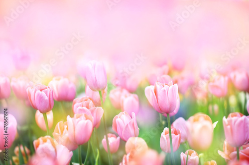 Spring blossoming tulips in garden, springtime bright flowers in the field, pastel and soft floral card, selective focus, shallow DOF, toned #478567874