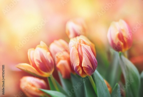 Spring blossoming tulips in garden  springtime bright flowers in the field  pastel and soft floral card  selective focus  shallow DOF  toned