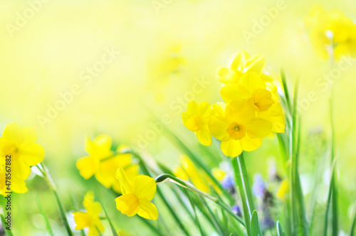 Spring blossoming light yellow daffodils in garden, springtime blooming narcissus (jonquil) flowers, selective focus, shallow DOF, toned 