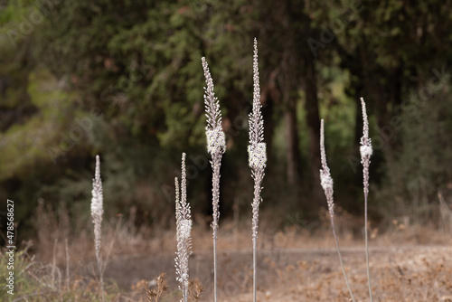Cuadro en lienzo Drimia maritima, Sea onion, Sea Squill which bloom in the Fall in Israel