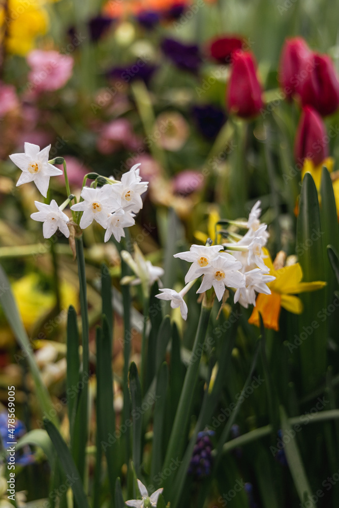 Narcissus Paperwhite Ziva blooms in the garden in autumn Narcissus Paperwhite Ziva blooms in the garden in autumn