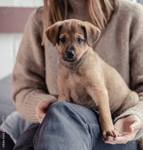 A mongrel puppy sits in the arms of his owner near the window