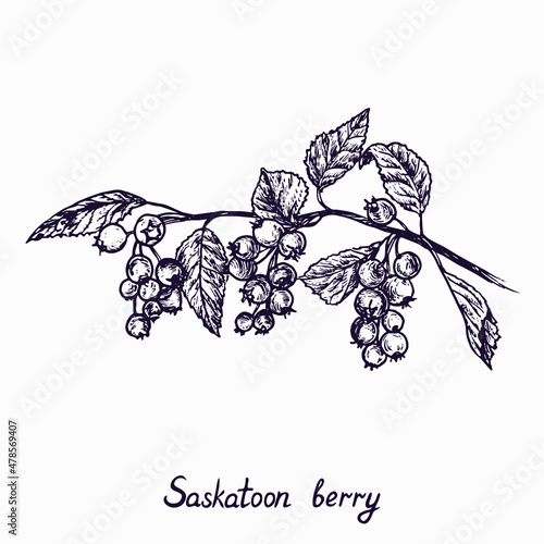  Saskatoon berry branch with berries and leaves, outline simple doodle drawing with inscription, gravure style photo