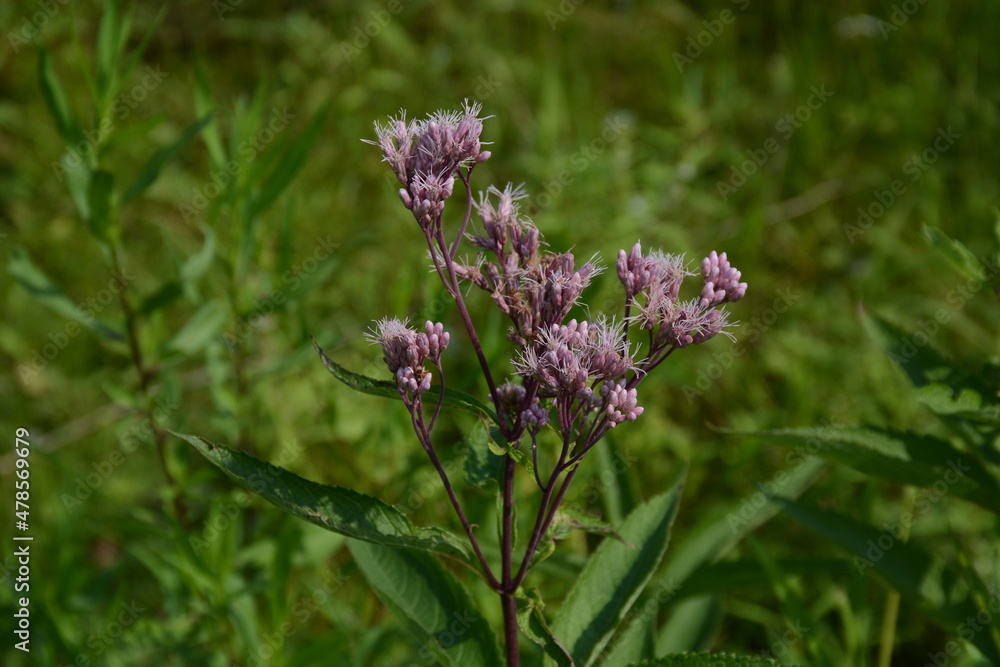 Purple wildflower growing in Minnesota USA. Eutrochium fistulosum also called Joe-Pye weed, Trumpetweed, or Purple thoroughwort,
Purple wildflower growing in Minnesota USA. Eutrochium fistulosum also called Joe-Pye weed, Trumpetweed, or Purple thoroughwort,