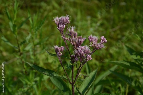 Purple wildflower growing in Minnesota USA. Eutrochium fistulosum also called Joe-Pye weed, Trumpetweed, or Purple thoroughwort, 
 photo