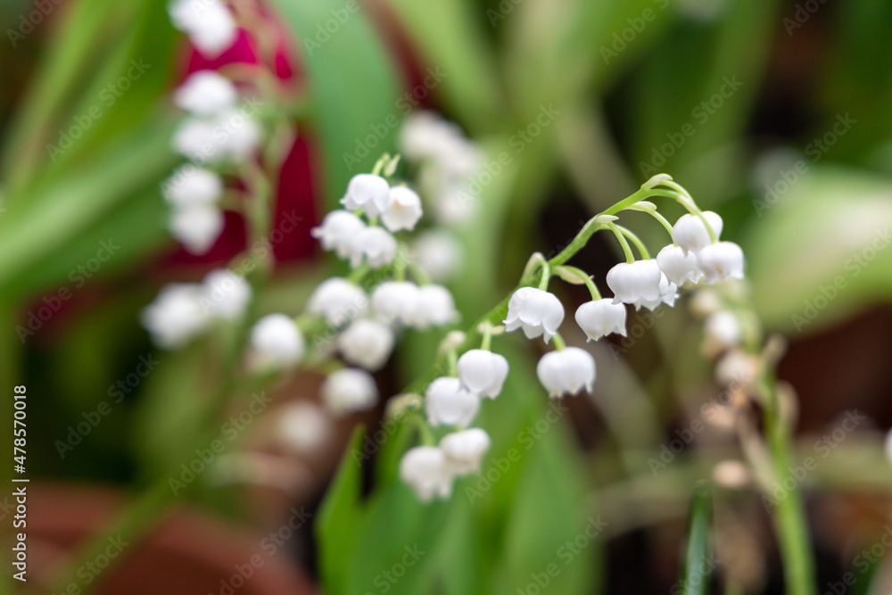 Flowers white lily of the valley close-up on a green background. Flowers white lily of the valley close-up on a green background.