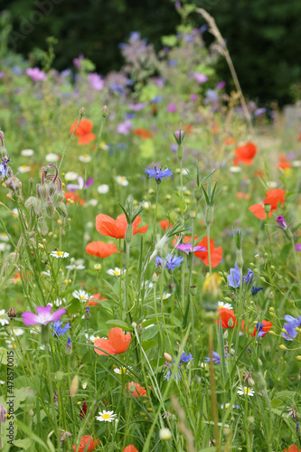 Coquelicots dans une jachère fleurie