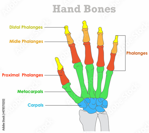 Hand bones anatomy. Carpal, Metacarpal, distal, proximal, middle, intermediate phalanges. Colored human skill, part joint structure. Orthopedic draw. Illustration vector photo