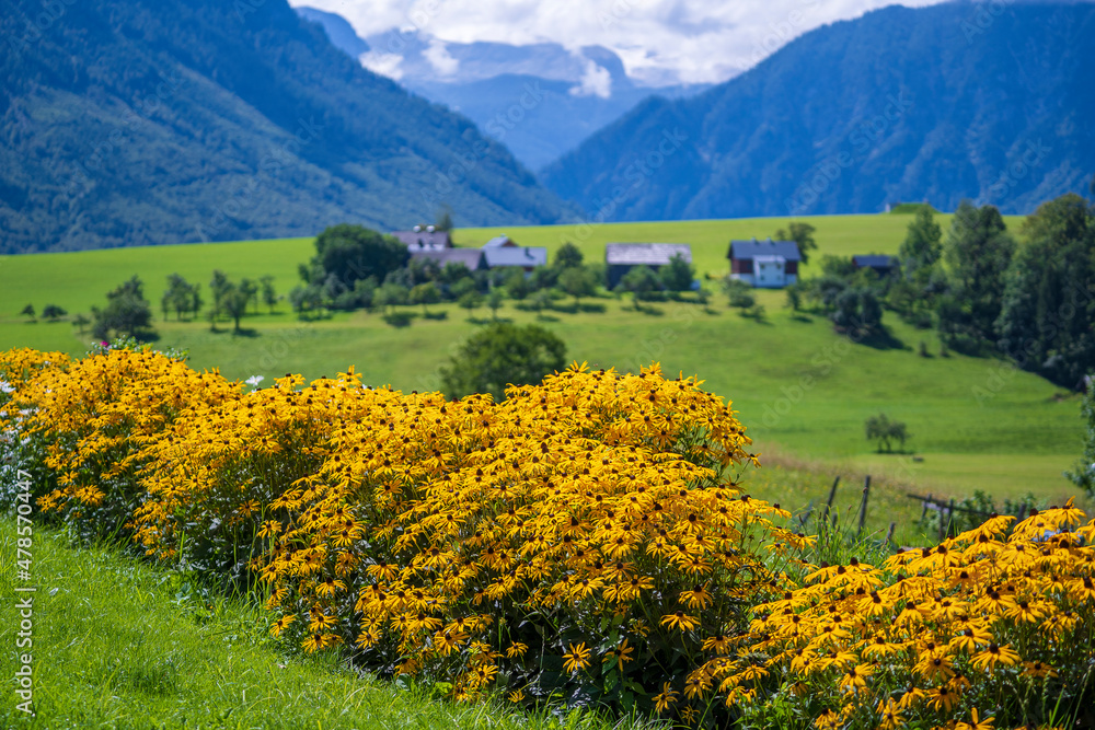 Yellow wildflowers with view of the village, green fields and forest in mountains Alps Austria, Europe