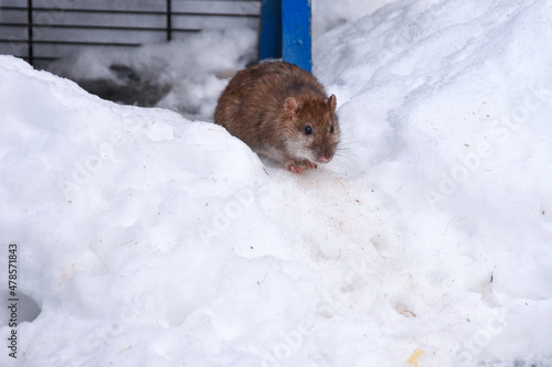 rat in the snow looking for food photo