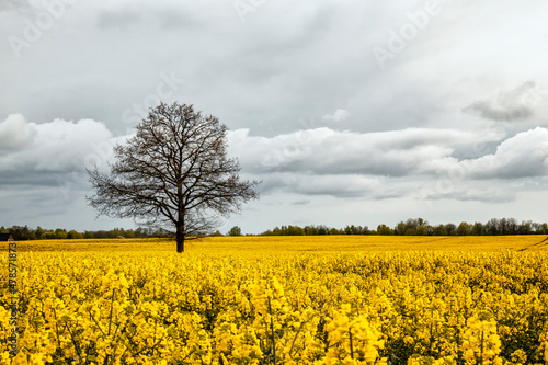 stunning view of a yellow rapeseed field in estonia