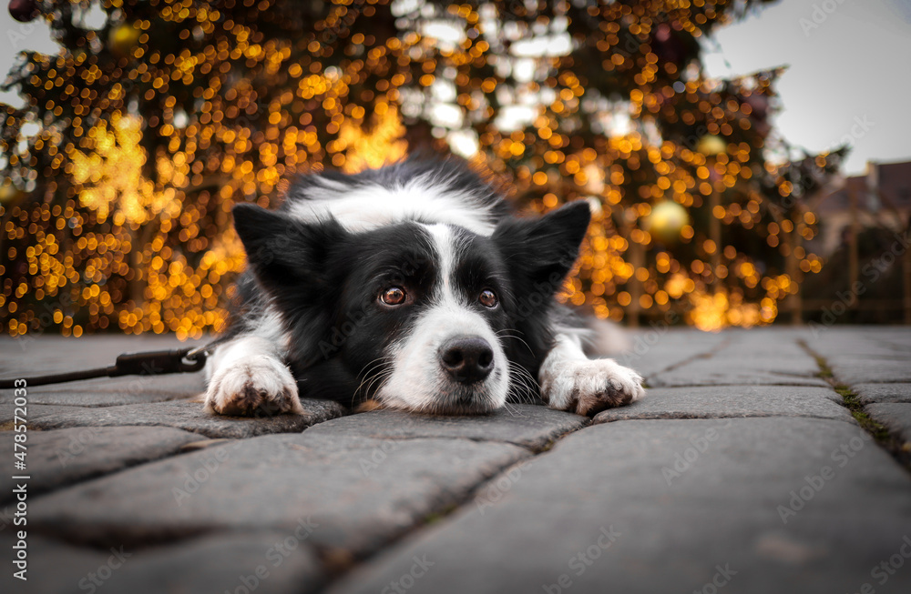 Friendly Border Collie Lies Down on Grey Cobblestone with Bokeh Lights in the Background. Cute Black and White Dog in the City.