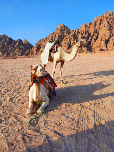 camels in the mountains near sharm el sheikh in egypt sinai