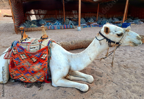 camel in the mountains near sharm el sheikh in egypt sinai