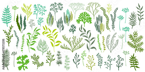 Valokuva Seaweeds and coral reef underwater plans vector collection