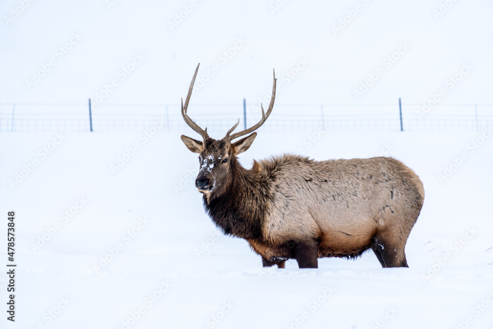 Bull elk in the sun and snow Bull elk in the sun and snow