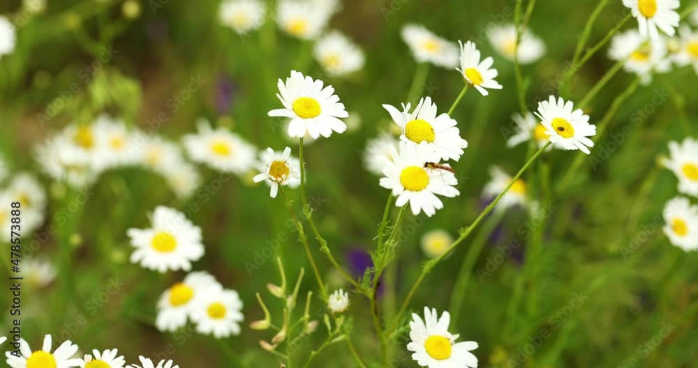 meadow of blooming daisies. Summer meadow with flowers and insects meadow of blooming daisies. Summer meadow with flowers and insects