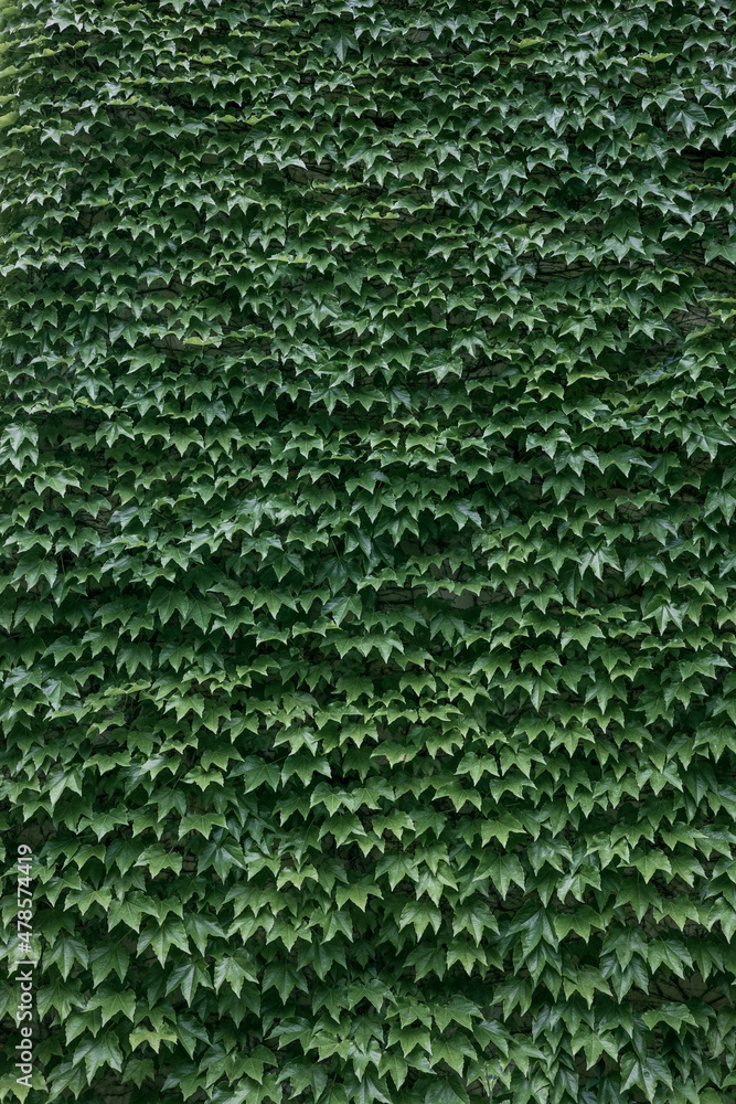 living wall, green background of plant leaves covering the wall living wall, green background of plant leaves covering the wall