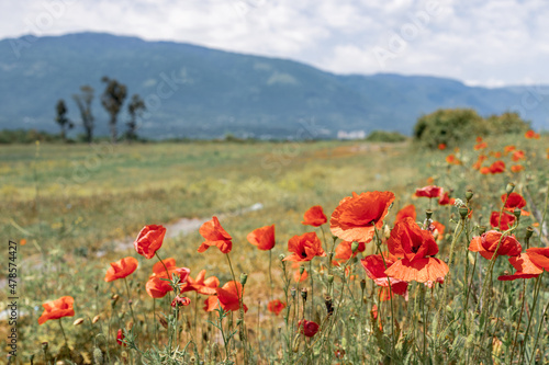 wild flowers red poppies, field with flowers of dangerous drugs