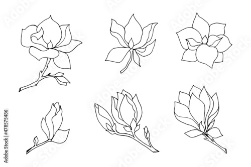 Set of branches of magnolia flowers, linear freehand drawing in black outline on a white background. 