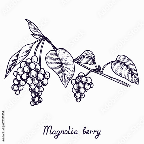 Magnolia berry branch with berries and leaves, outline simple doodle drawing with inscription, gravure style