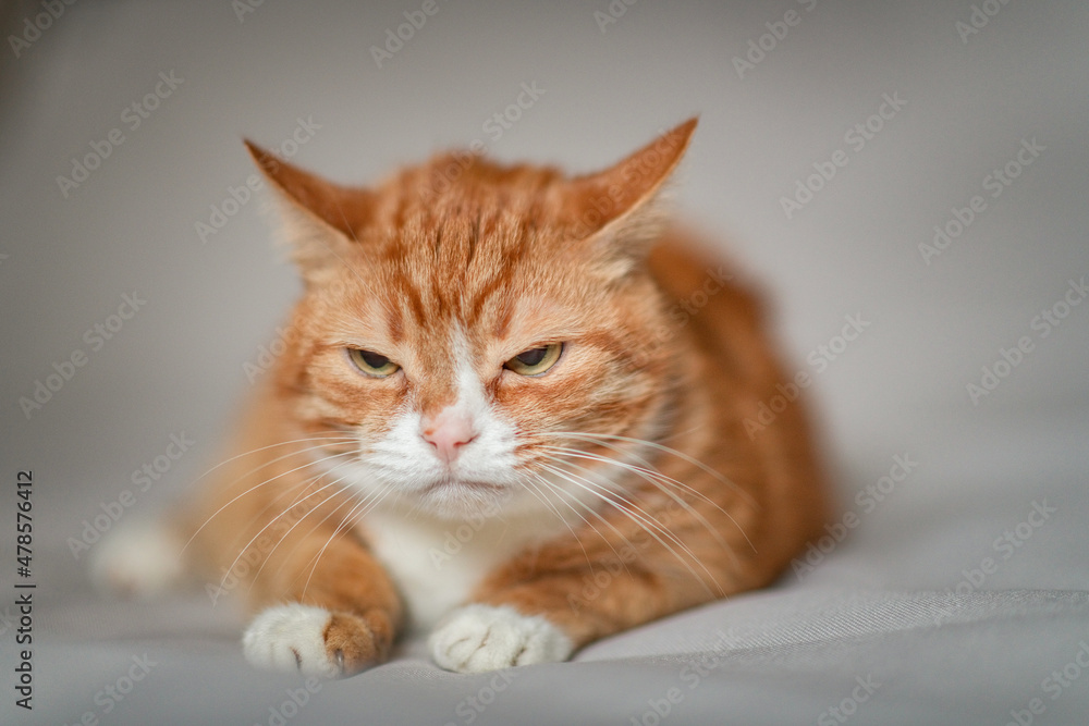 Portrait of a ginger cat in a studio on a gray background.