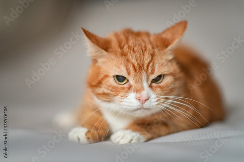 Portrait of a ginger cat in a studio on a gray background.