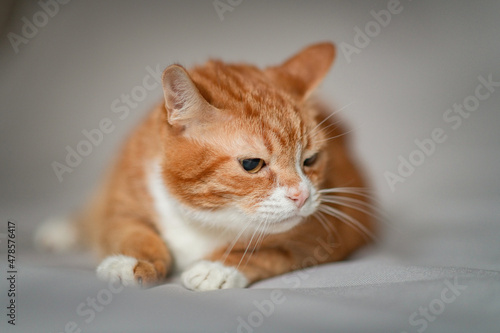Portrait of a ginger cat in a studio on a gray background. © shymar27
