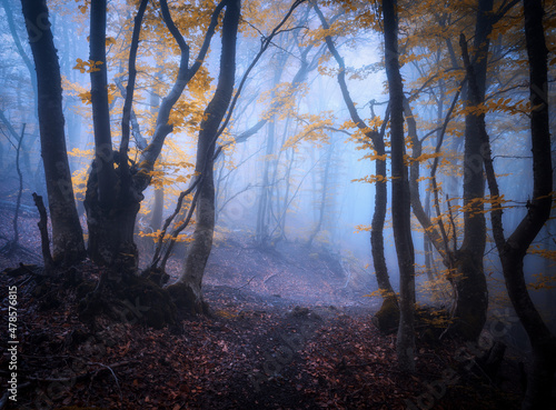 Mystical forest in blue fog...