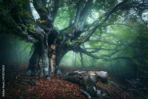 Old magical tree with big b...