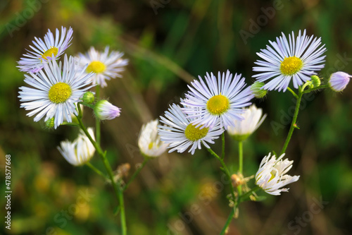 Blumen- bl  hende Margeriten Leucanthemum