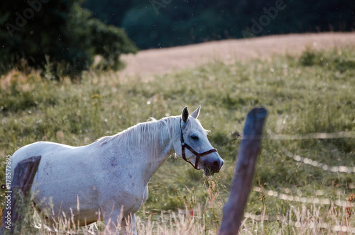 Biały koń w pięknym świetle zachodzącego słońca