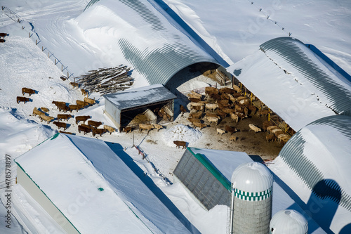 Cattle Farming Sorel Quebec Canada photo