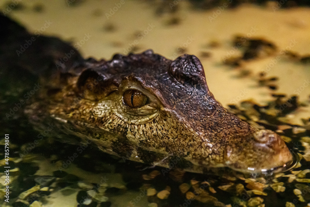 krakodil eyes smooth-eyed caiman