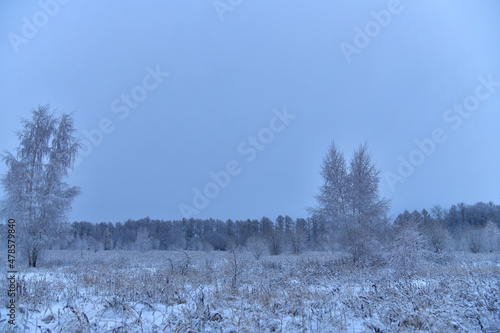 winter forest and meadow in the snow