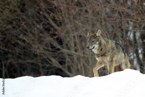 The grey wolf or gray wolf (Canis lupus) emerges from the forest in heavy snowfall. A large Carpathian wolves rises on a meadow. European wolf in winter.