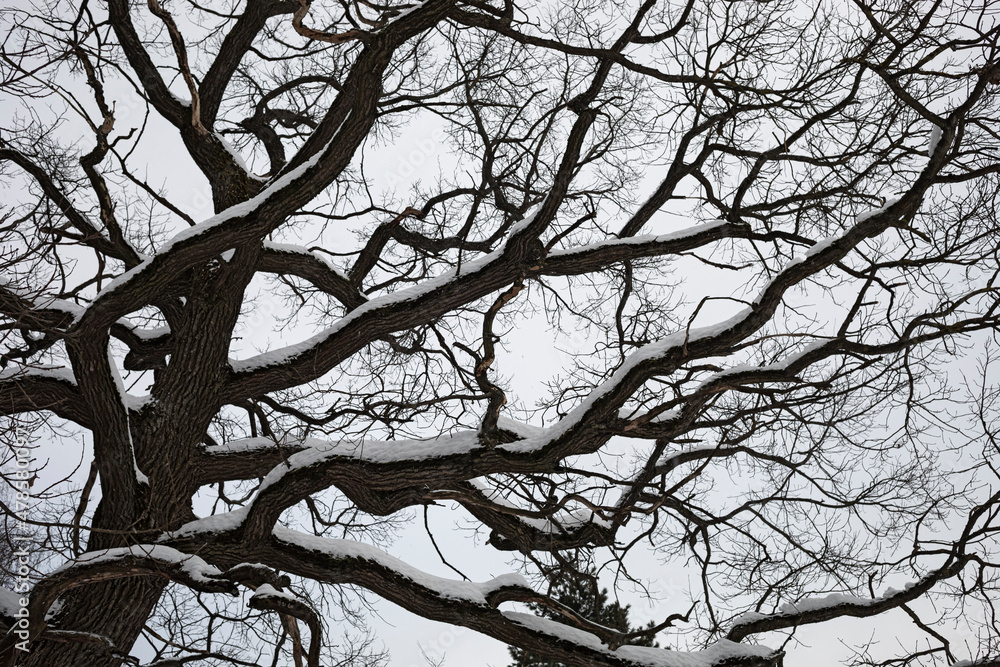 Obraz premium branches of a tree against the sky
